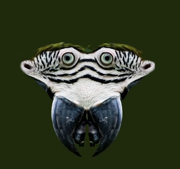 Creation of Parrot monster: Step 6